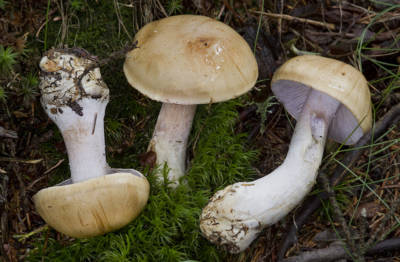 Cortinarius anomalochrascens